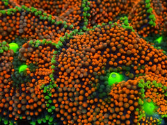 Ricordea florida (Orange-Red) (Grade A)