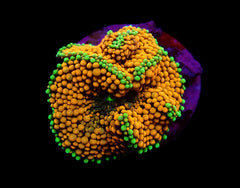 Ricordea florida (Orange-Red) (1 ear)