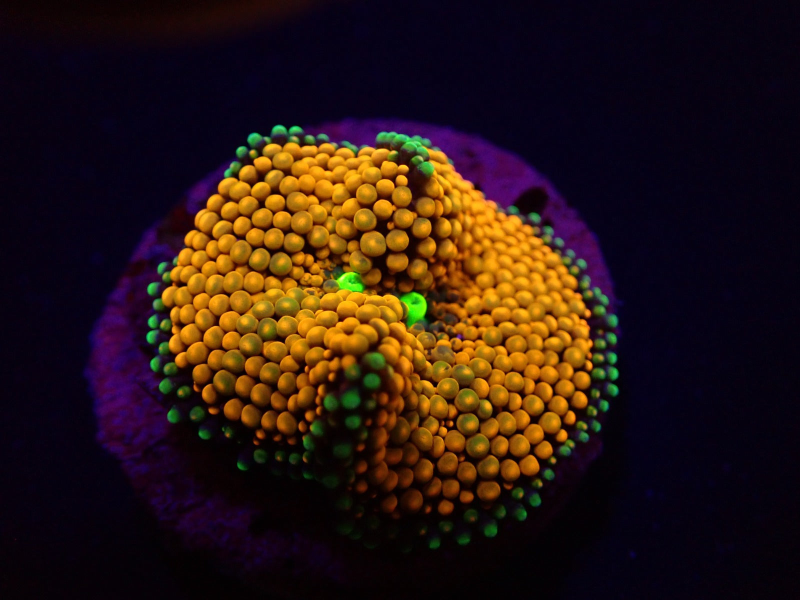 Ricordea florida (Orange-Red) (1 ear)