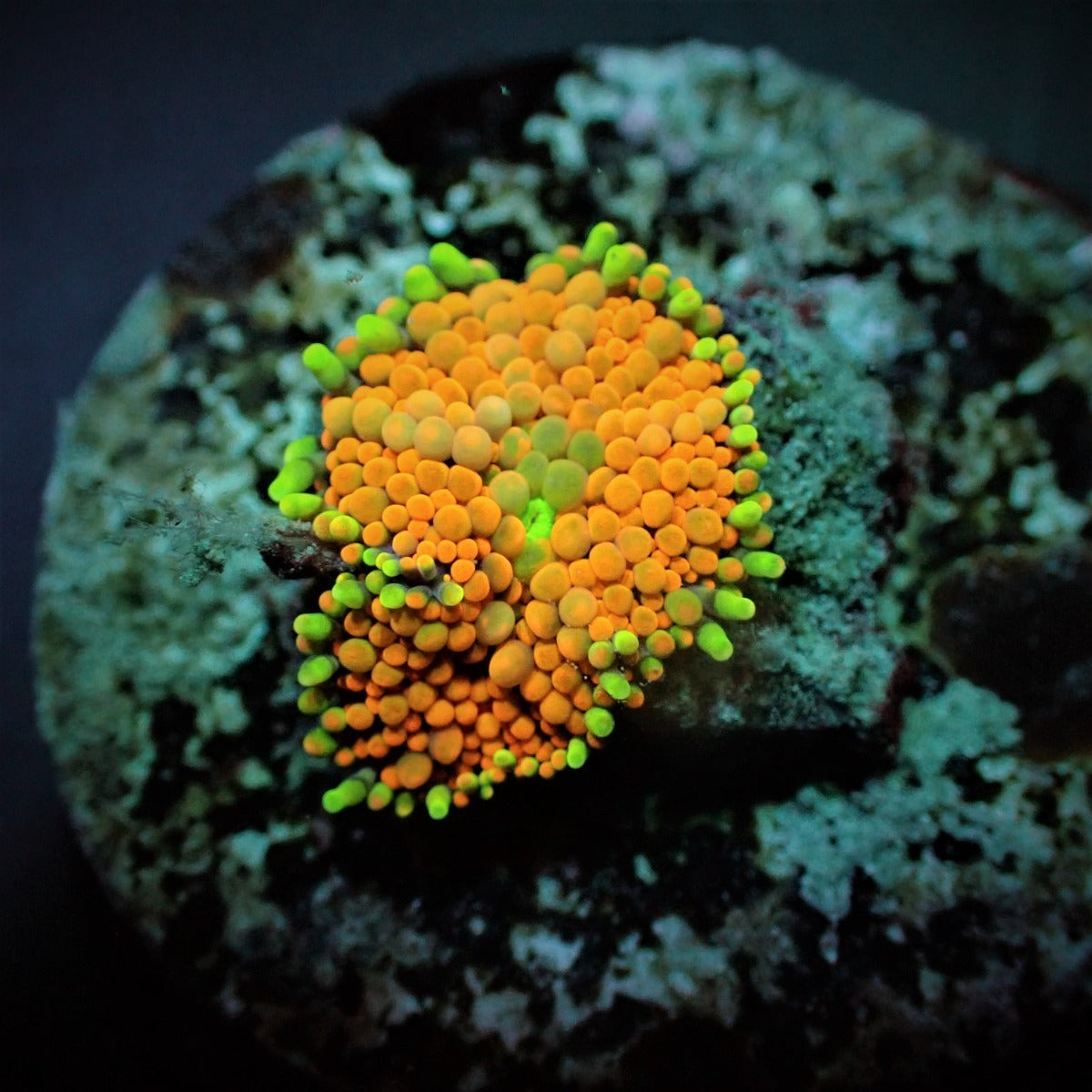 Ricordea florida (Orange-Red) (1 ear)