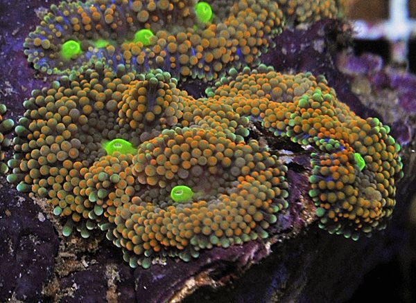 Ricordea florida (Rainbow)