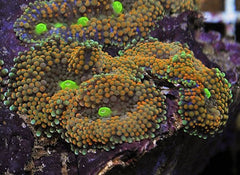 Ricordea florida (Rainbow)