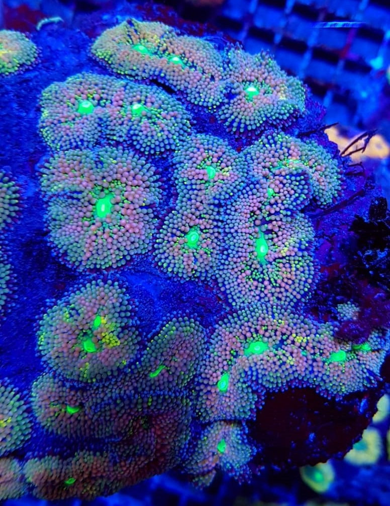 Ricordea florida (Rainbow) (Grade A)
