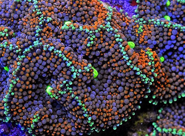 Ricordea florida (Rainbow) (Grade A)