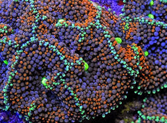 Ricordea florida (Rainbow) (Grade A)