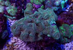 Ricordea florida (Green-Blue) (per ear)