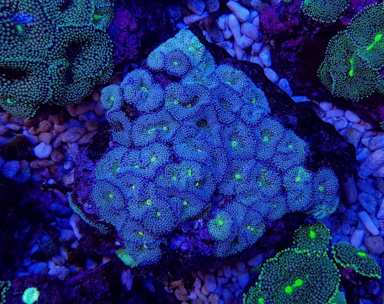 Ricordea florida (Green-Blue)
