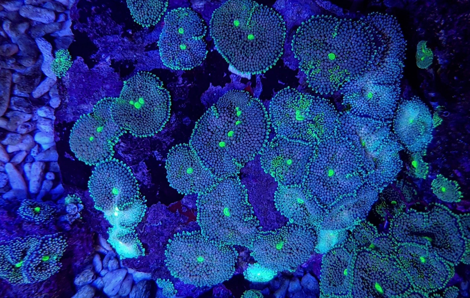 Ricordea florida (Green-Blue)