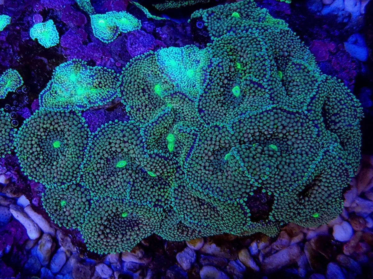 Ricordea florida (Green-Blue)