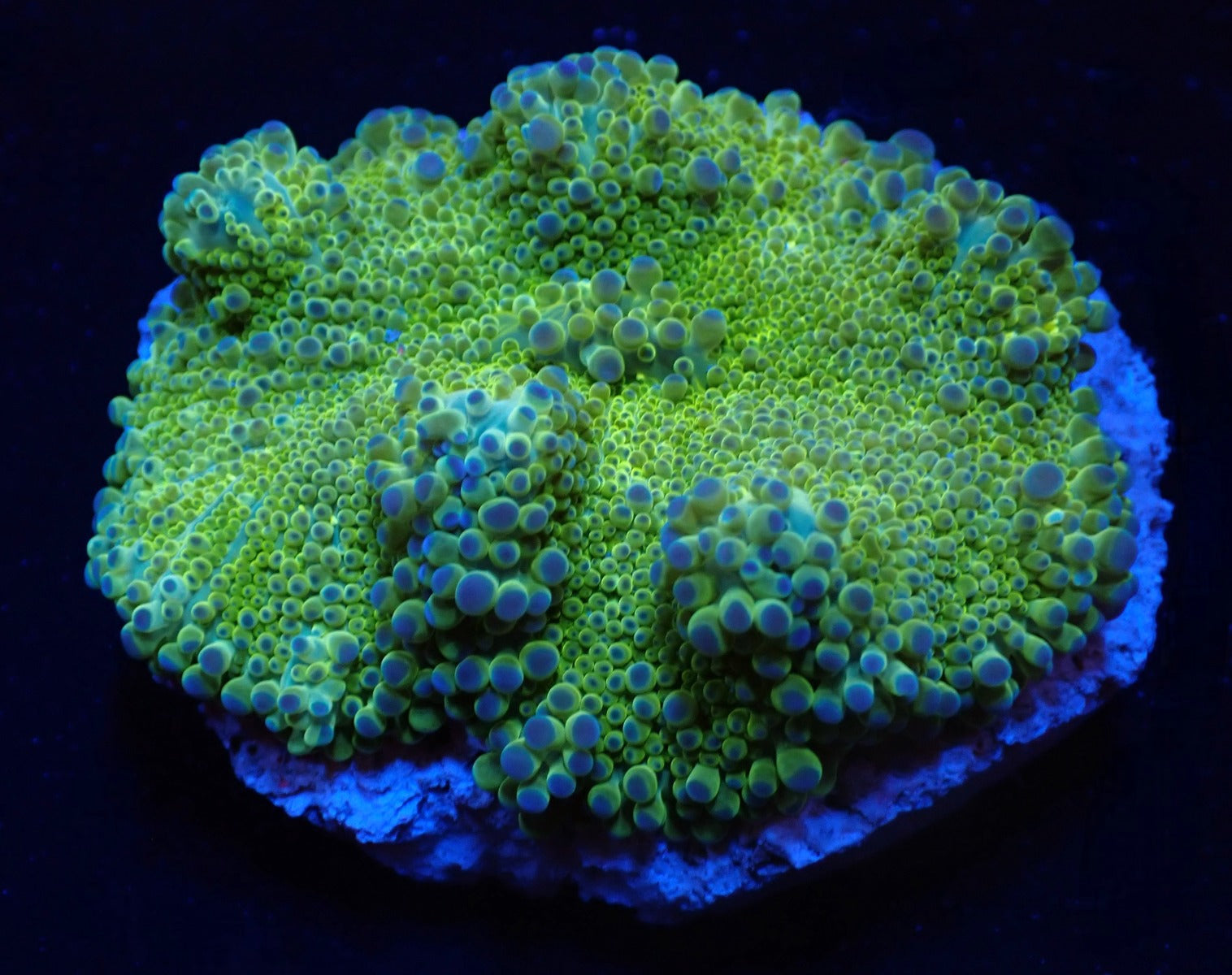 Ricordea yuma (Green) (1 ear)