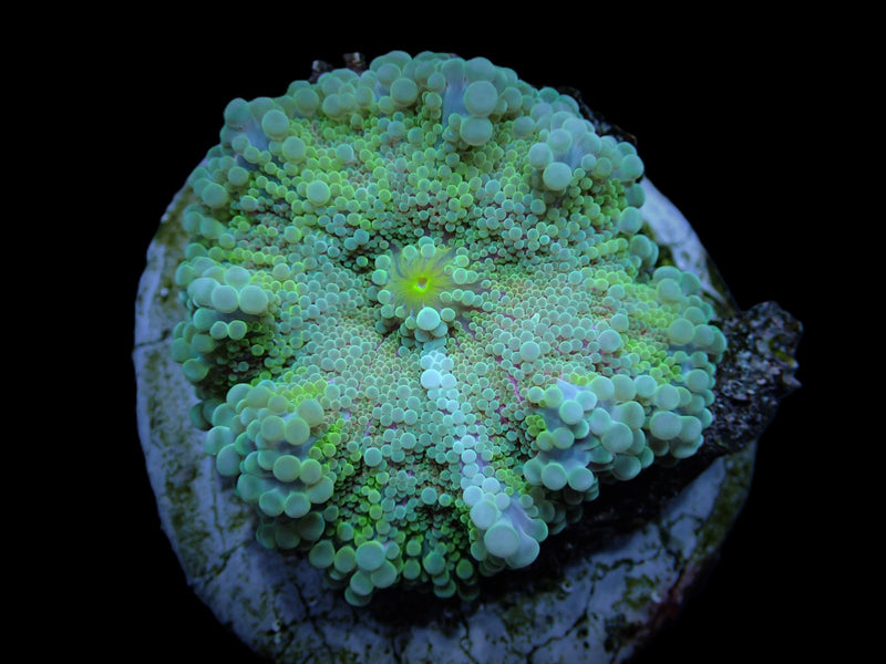 Ricordea yuma (Green) (1 ear)