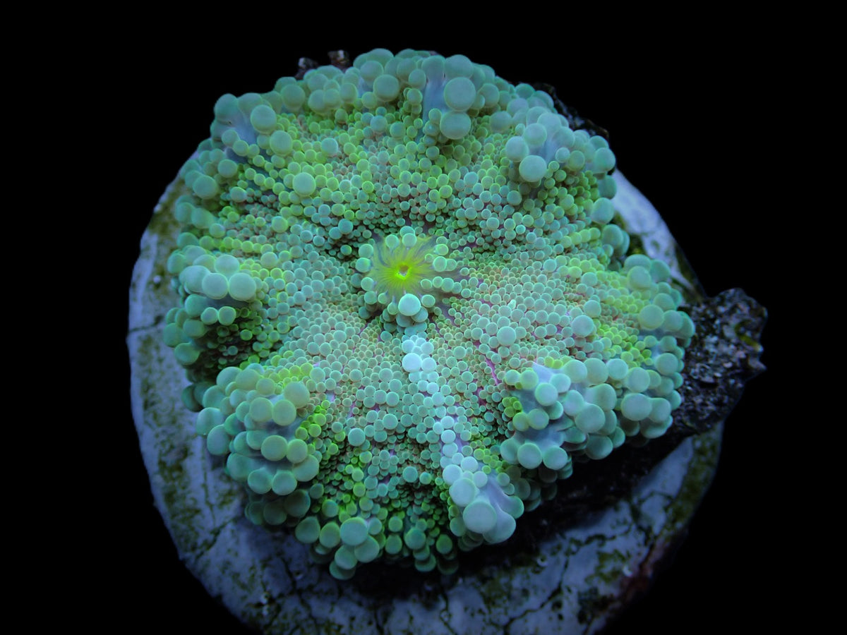 Ricordea yuma (Green) (1 ear)