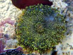 Ricordea yuma (Green) (1 ear)