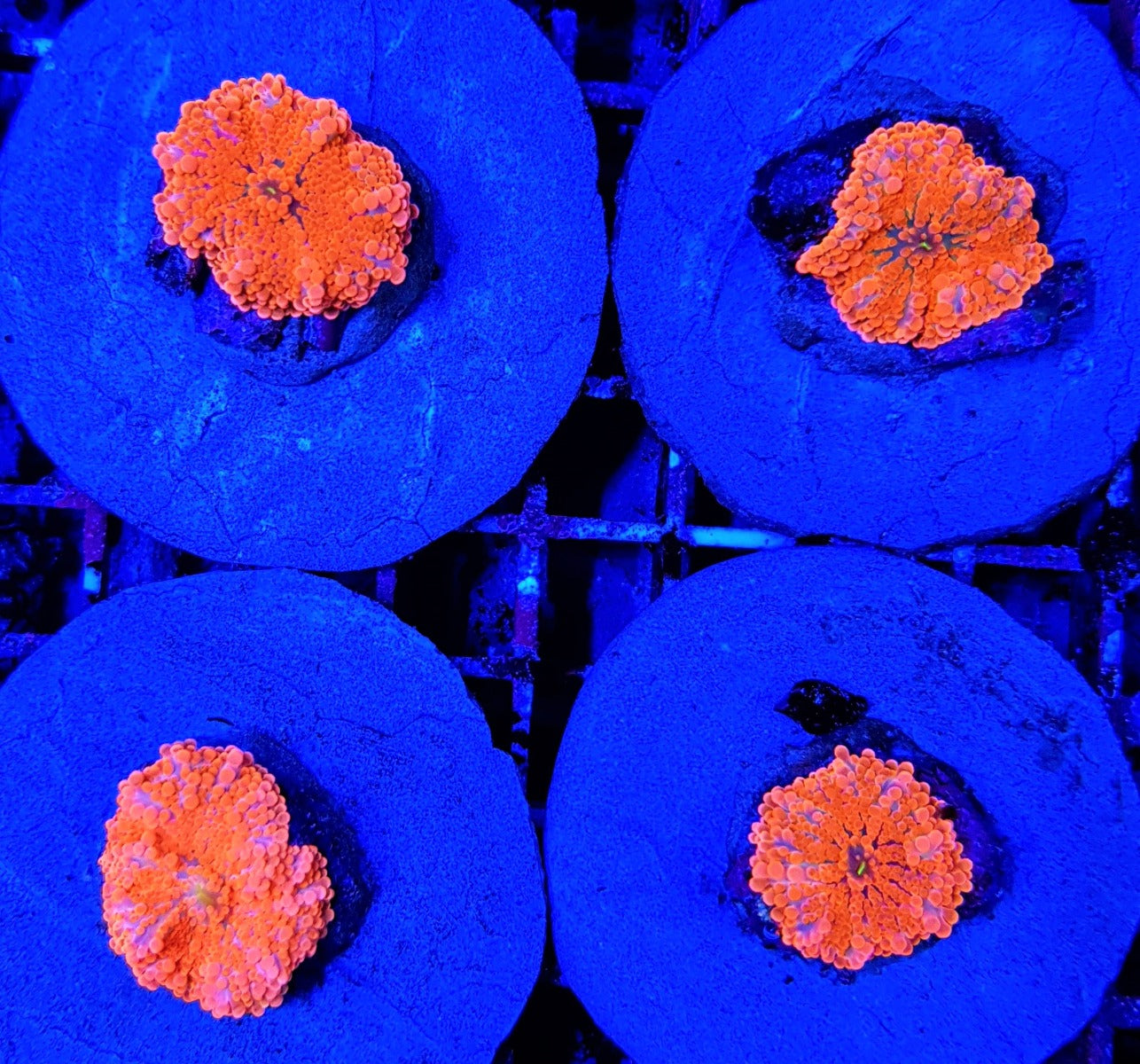 Ricordea yuma (Orange) (per ear)
