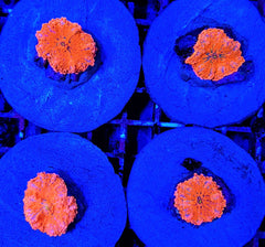 Ricordea yuma (Orange) (per ear)