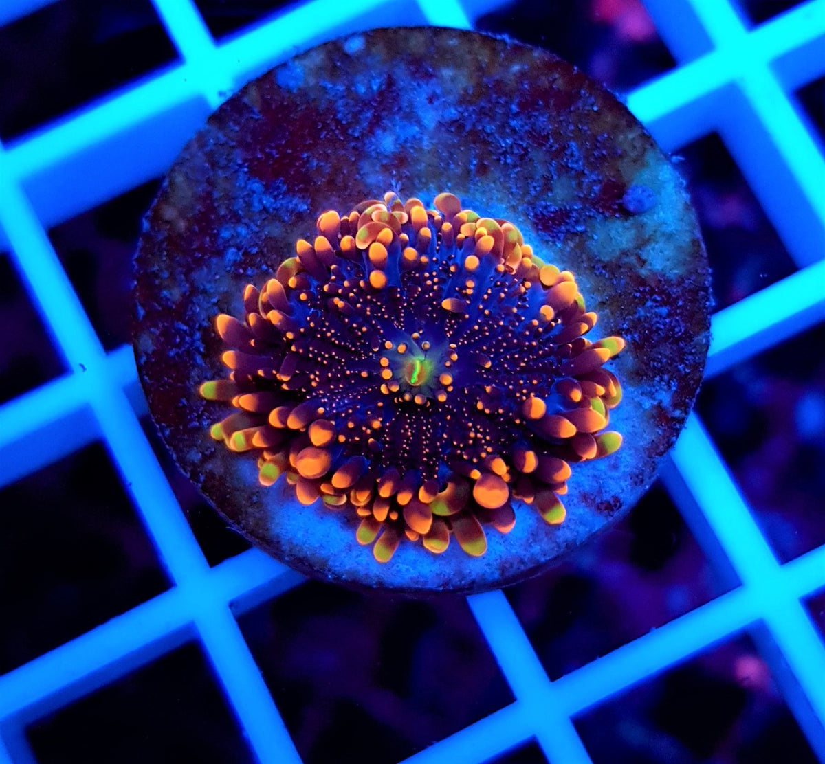 Ricordea yuma (Orange) (per ear)