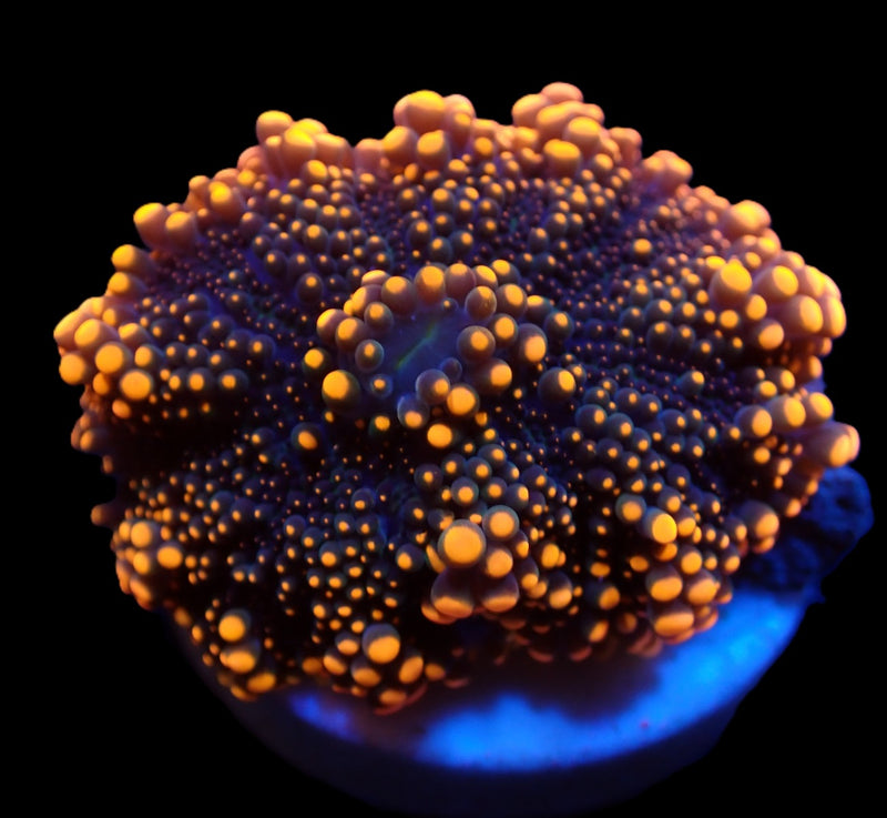Ricordea yuma (Orange) (1 ear)