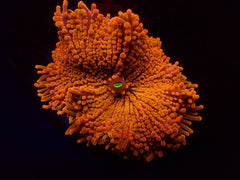 Ricordea yuma (Orange) (Ultra) (1 ear)