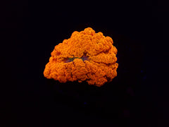 Ricordea yuma (Orange) (Ultra) (1 ear)
