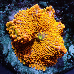 Ricordea yuma (Orange) (Ultra) (per ear)