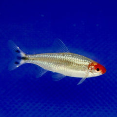Hemigrammus Ble   Roodkopzalm briljant
