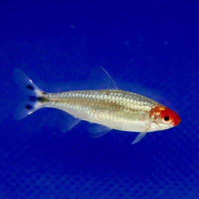 Hemigrammus Ble   Roodkopzalm briljant M
