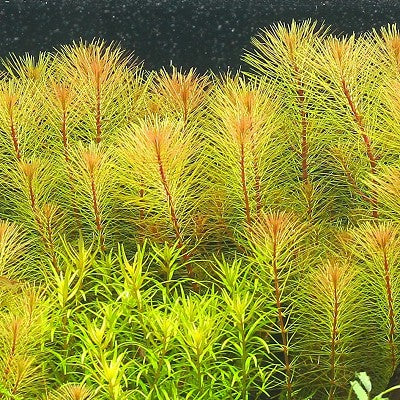 Rotala "sp"Vietnam in pot  @