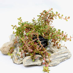 Rotala colorata in pot @