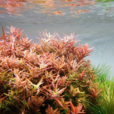 Rotala orange juice in pot