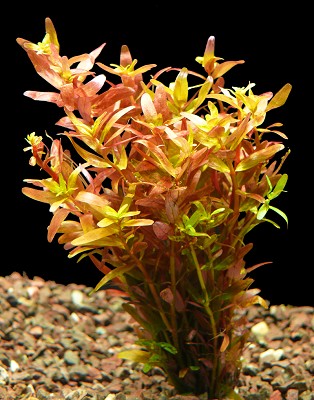 Rotala rotundifolia in pot @