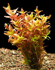 Rotala rotundifolia in pot @
