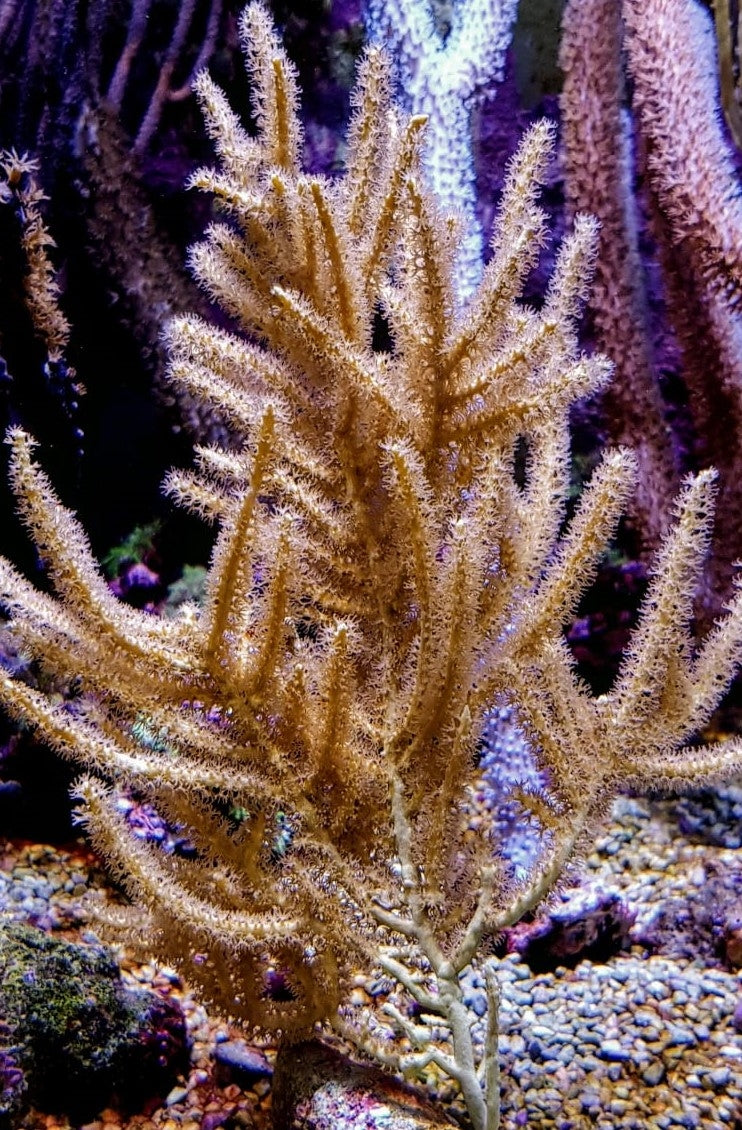 Rumphella spp.