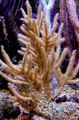 Rumphella spp.