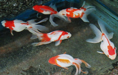 Sluierstaart ryunkin sarasa 5-6 cm @