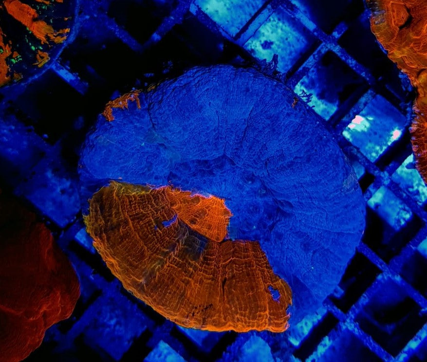 Scolymia australis (Superman)