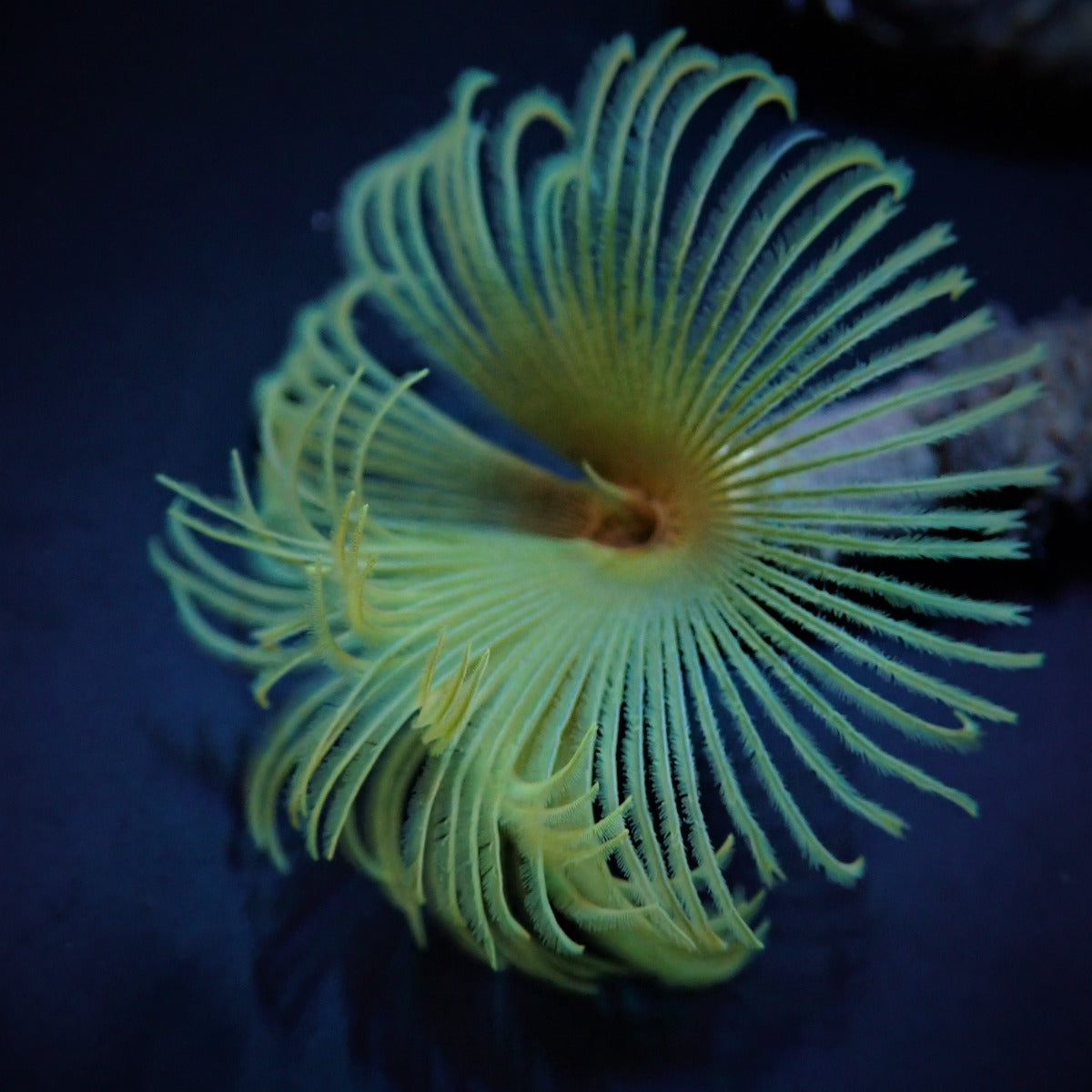 Sabellastarte (Yellow)