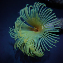 Sabellastarte (Yellow)