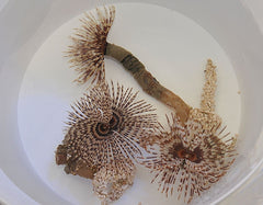 Sabellastarte magnifica