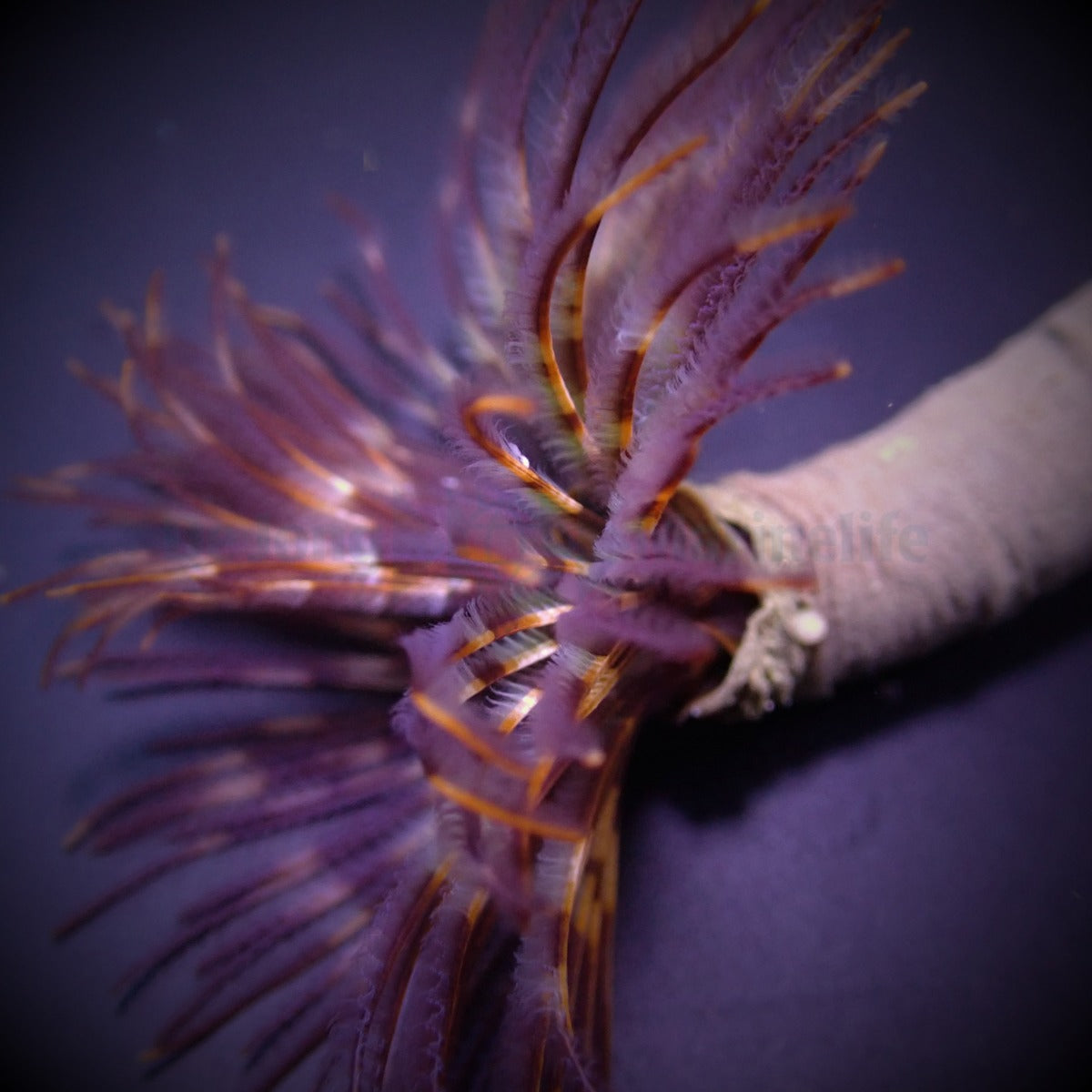 Sabellastarte magnifica