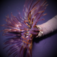 Sabellastarte magnifica
