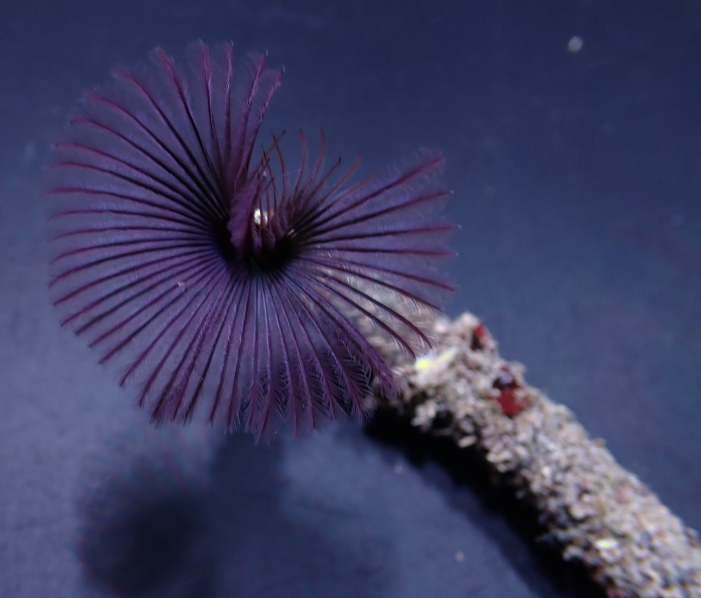 Sabellastarte spp. (Purple)