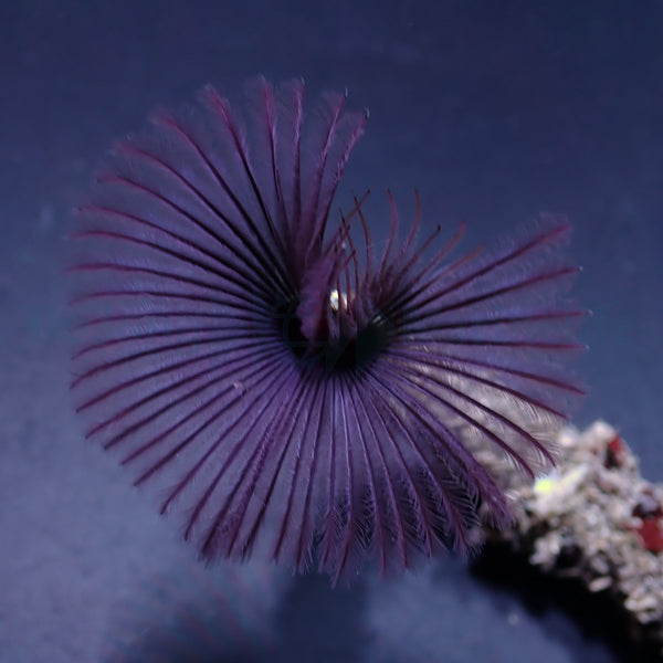Sabellastarte (Purple)