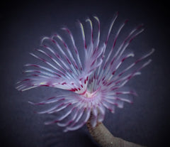 Sabellastarte spp. (Red-White)