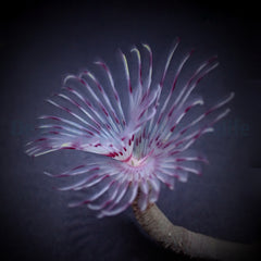 Sabellastarte (Red/White)