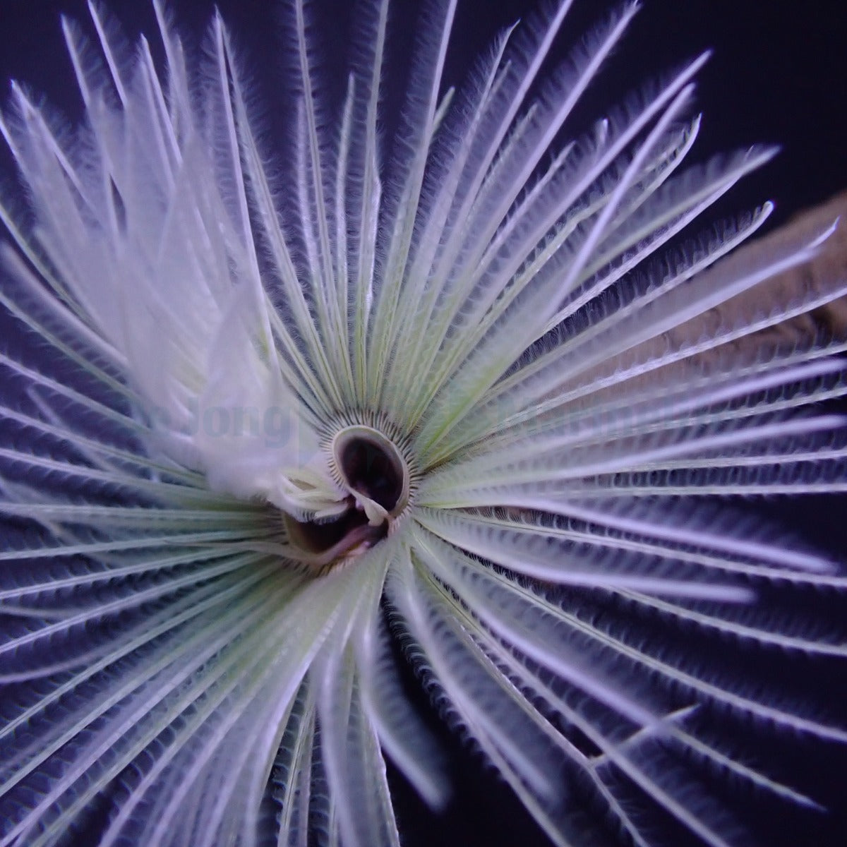 Sabellastarte spp. (White)