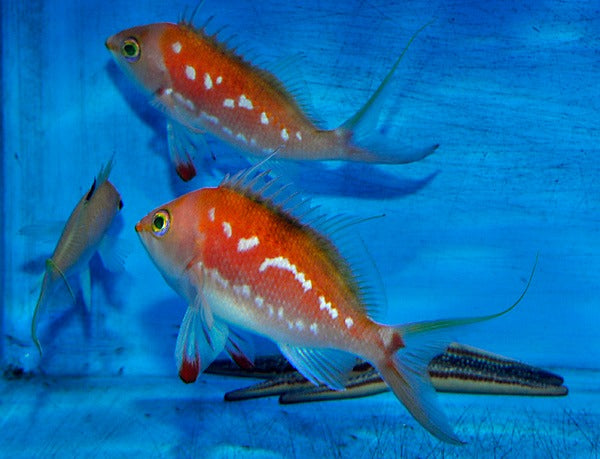 Sacura margaritacae (male)