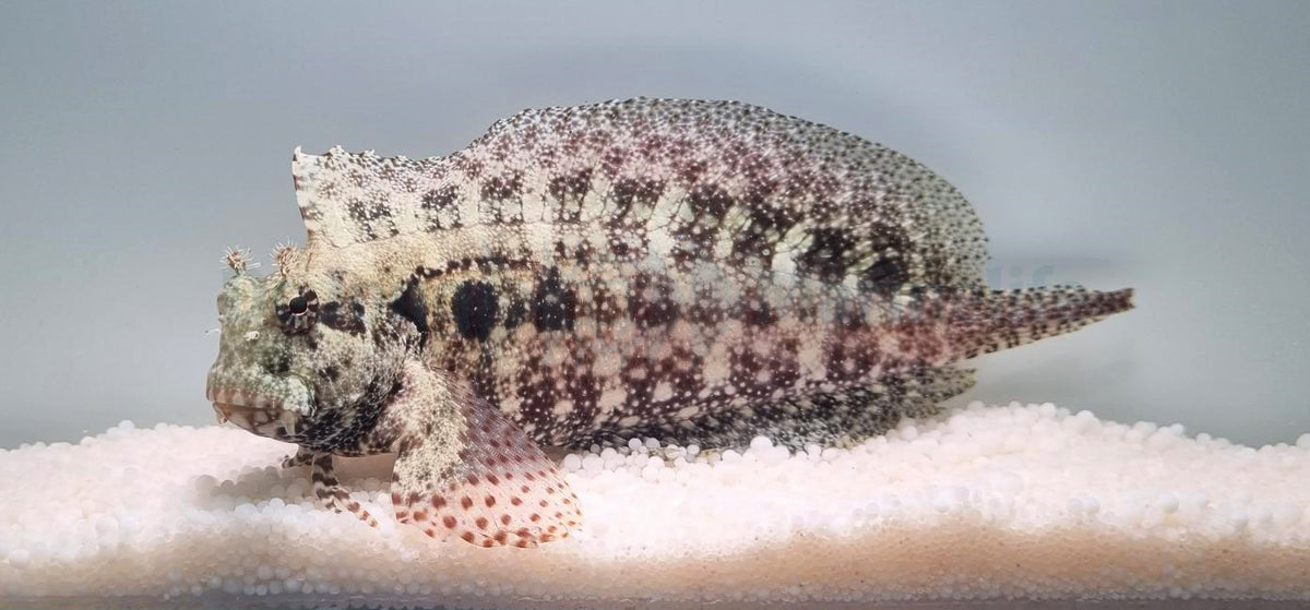 Salarias ceramensis