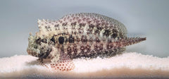 Salarias ceramensis