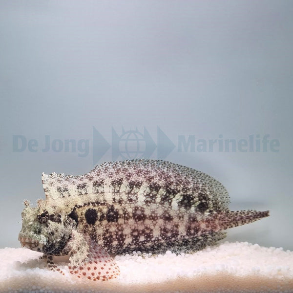 Salarias ceramensis