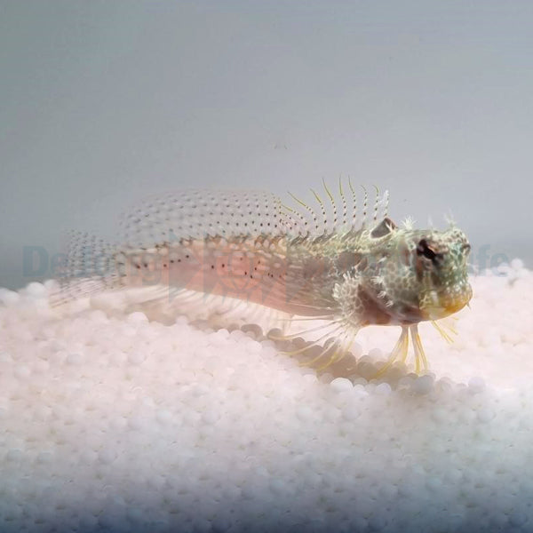 Salarias guttatus